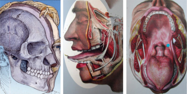 Conférence orthodontie novembre 2018 Éric Solyom